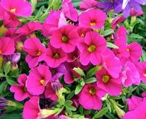 Million-Bells-B.jpg