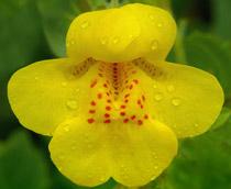 Mimulus-B.jpg