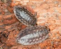 Minibeasts-1-s.jpg