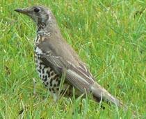 Mistle-Thrush-B.jpg