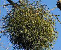 Mistletoe-B.jpg