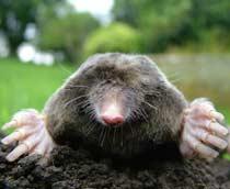 Mole-B.jpg
