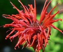 Monarda-B.jpg