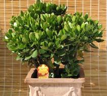 Money-Plant-B.jpg
