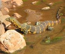 Monitor-lizard-B.jpg