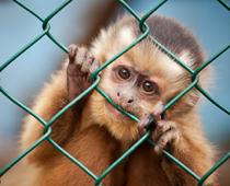 Monkey-Cage-B.jpg