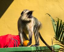 Monkey-Food-B.jpg