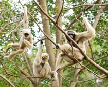 Monkey-Group-B.jpg