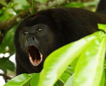 Monkey-Howler-B.jpg