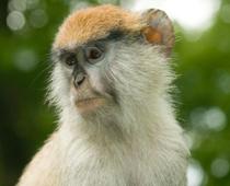 Monkey-Patas-B.jpg