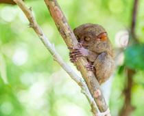 Monkey-Pygmy-B.jpg