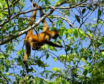 Monkey-Spider-B.jpg