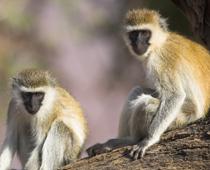 Monkey-Vervet-B.jpg