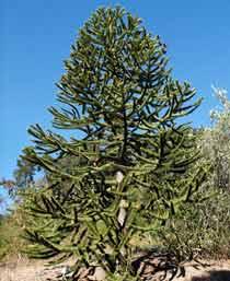Monkey-puzzle-B.jpg