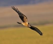 Montagus-Harrier-B.jpg