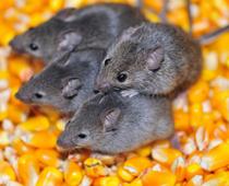 Mouse-B.jpg
