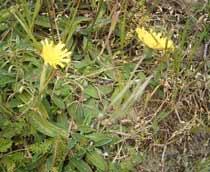 Mouse-ear-Hawkweed-B.jpg