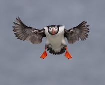 Move-6-s.jpg