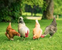 Muddle-Chicken-B.jpg