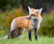 Muddle-Fox-B.jpg