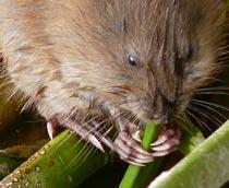 Muskrat-B.jpg
