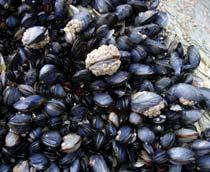 Mussel-B.jpg