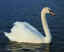 Mute-Swan-B.jpg