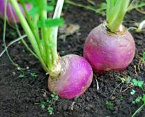 Name-Turnip-B.jpg