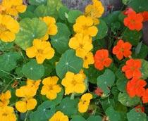Nasturtium-B.jpg