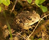 Natterjack-Toad-B.jpg