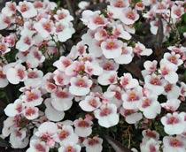 Nemesia-B.jpg