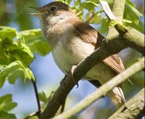 Nightingale-B.jpg