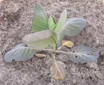 Nitrogen-deficiency-B.jpg