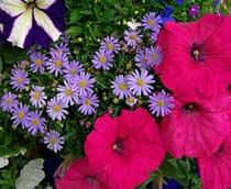 No-Impatiens-B.jpg