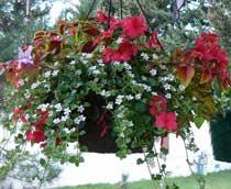 No-Tuberous-Begonia-B.jpg
