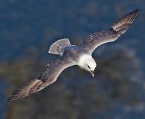Northern-Fulmar-B.jpg