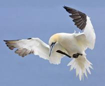 Northern-Gannet-B.jpg
