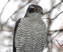 Northern-Goshawk-B.jpg