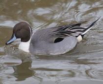 Northern-Pintail-B.jpg