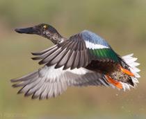 Northern-Shoveler-B.jpg