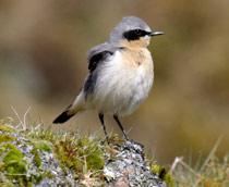 Northern-Wheatear-B.jpg