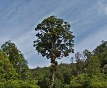 Northern-rata-B.jpg