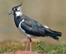 Northern_Lapwing-B.jpg