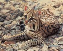 Ocelot-B.jpg
