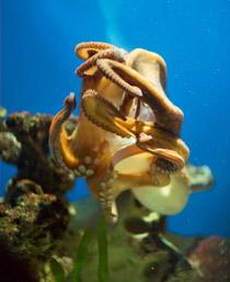 Octopus-B.jpg