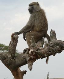 Olive-Baboon-B.jpg