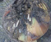 Onion-fly-B.jpg