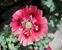 Opium-poppy-B.jpg