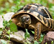 Opposite-slow-B.jpg