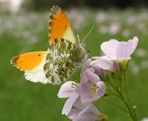 Orange-Tip-B.jpg